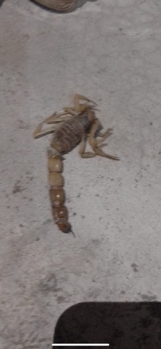 Smooth-bodied Thicktail Scorpion