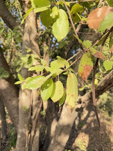 Mitragyna inermis
