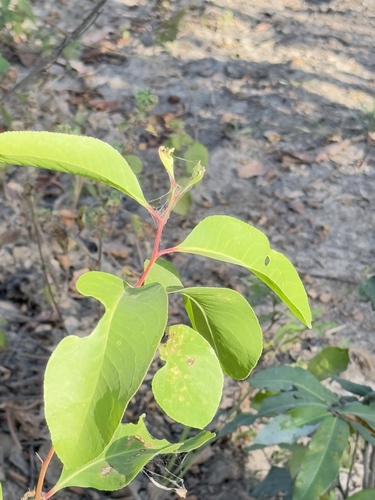 confetti spikethorn
