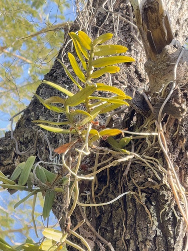 Calyptrochilum christyanum