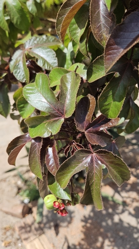 Bellyache Bush