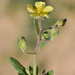 Helianthemum salicifolium - Photo (c) Ori Fragman-Sapir, όλα τα δικαιώματα διατηρούνται, uploaded by Ori Fragman-Sapir