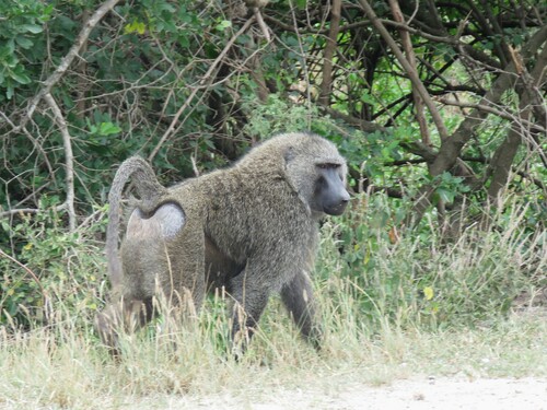 Olive Baboon (Papio anubis), listed as Least Concern on the IUCN Red List