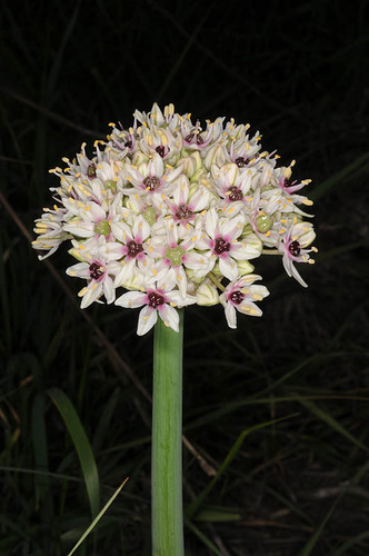 Allium basalticum