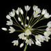 Allium akirense - Photo (c) Ori Fragman-Sapir, all rights reserved, uploaded by Ori Fragman-Sapir