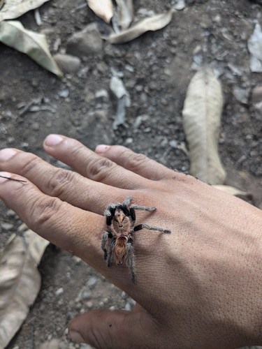 Bonnetina julesvernei (Bonnetina julesvernei)