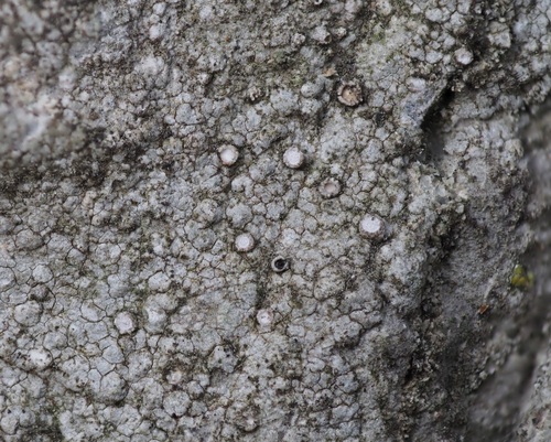 Gyalecta leucaspis
