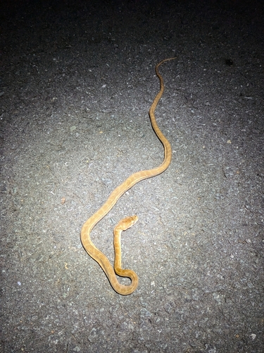 Coastal Carpet Python sighting