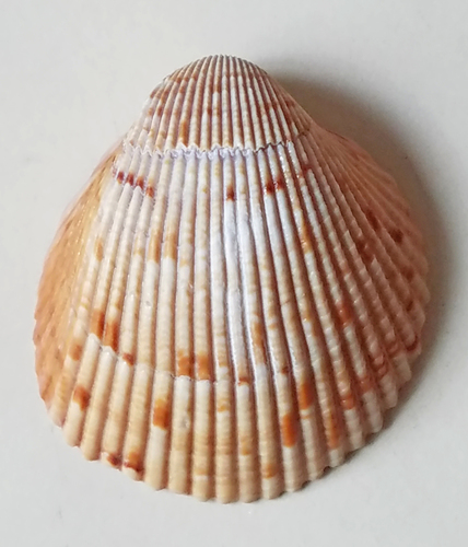 Giant Atlantic Cockle