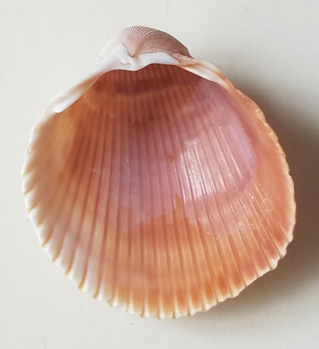 Giant Atlantic Cockle