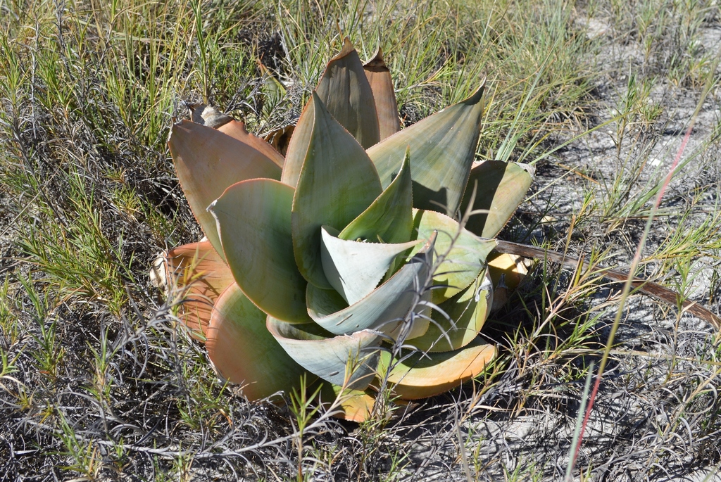 Subspecies Aloe imalotensis imalotensis · iNaturalist