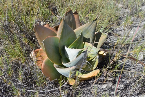Aloe imalotensis