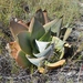 Aloe imalotensis - Photo (c) James Ojascastro, todos los derechos reservados, subido por James Ojascastro