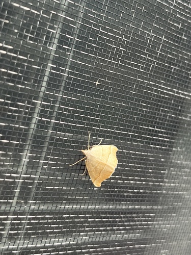 iNaturalist observation photo of Pherne