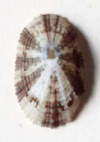 Cayenne Keyhole Limpet