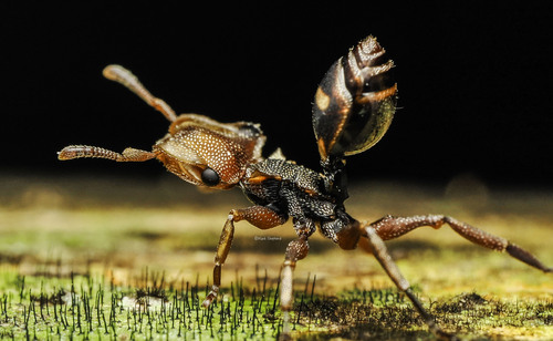 Cephalotes umbraculatus (Fabricius, 1804)
