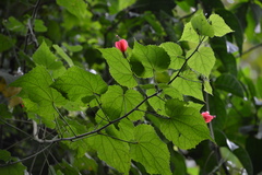 Malvaviscus arboreus image