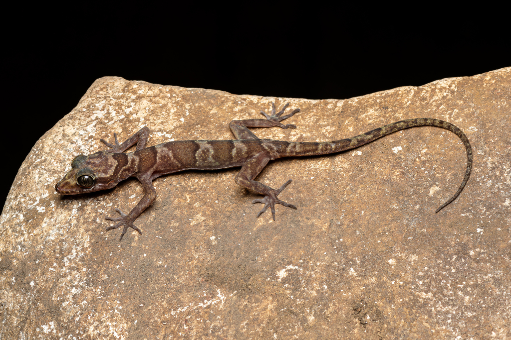 Sumontha's Bent-toed Gecko (Cyrtodactylus sumonthai)
