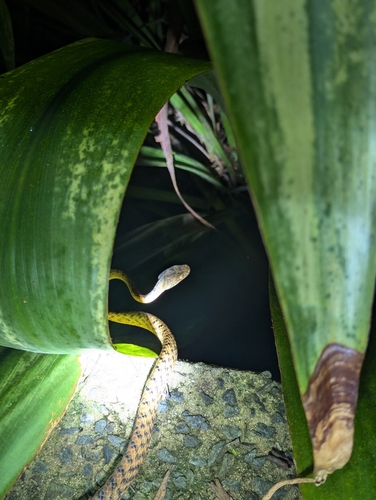 Brown Tree Snake sighting