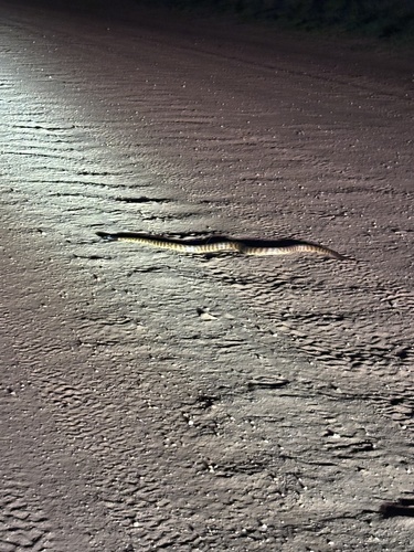 Black-headed Python sighting