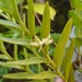 Dendrobium guamense - Photo (c) James Ojascastro, kaikki oikeudet pidätetään, lähettänyt James Ojascastro