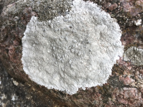 White Rim Lichen