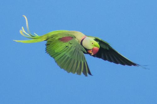 Alexandrine Parakeet