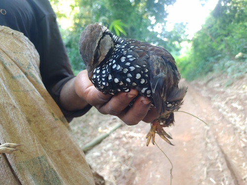 Latham's Francolin