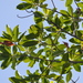 Elaeocarpus joga - Photo (c) James Ojascastro, todos os direitos reservados, uploaded by James Ojascastro