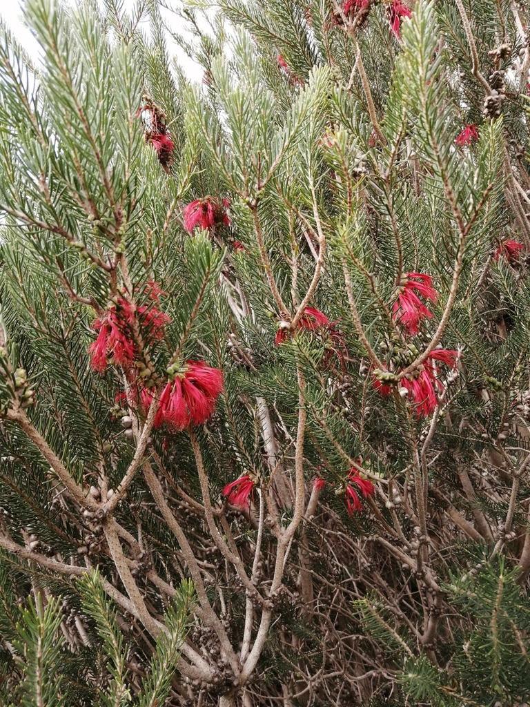 Onesided Bottlebrush from Table Mountain (Nature Reserve), Cape Town