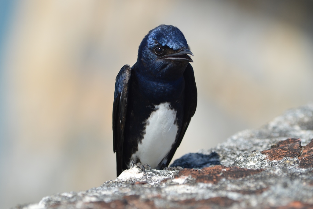 Caribbean Martin photo