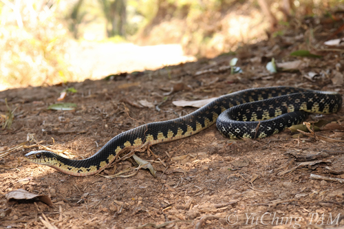 Giant Madagascan Hognose Snake