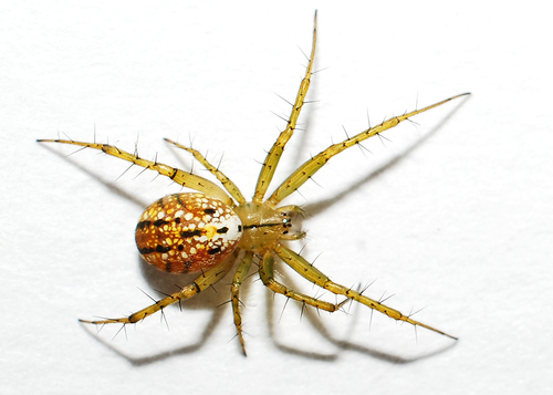 lined orbweaver