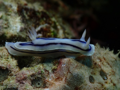 Chromodoris lochi