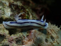 Loch'S Chromodoris