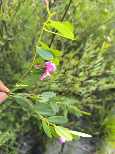 Violet tree
