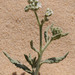 Heliotropium bacciferum - Photo (c) Ori Fragman-Sapir, all rights reserved, uploaded by Ori Fragman-Sapir