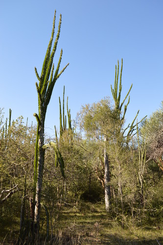 Madagascar Ocotillo