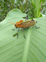 Taeniopoda varipennis image