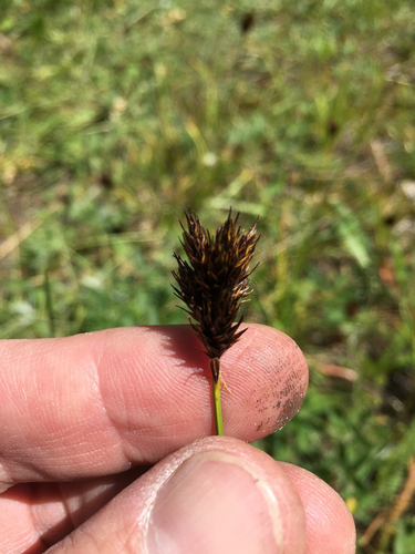 cloud sedge (Carex haydeniana)