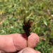 Carex ebenea - Photo (c) Daniel Williams, todos los derechos reservados, subido por Daniel Williams
