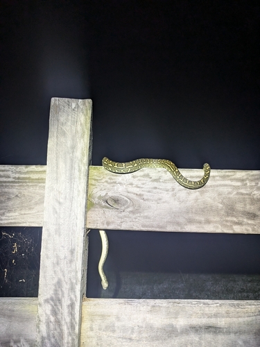 Coastal Carpet Python sighting