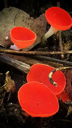 stalked scarlet cup