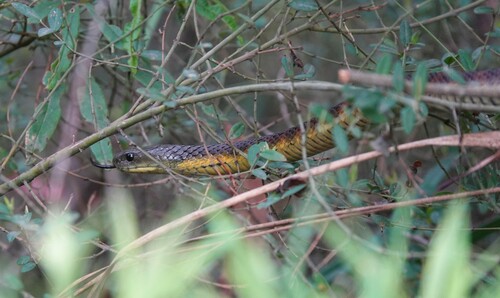Tiger Snake sighting