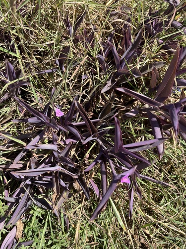 Purple Heart