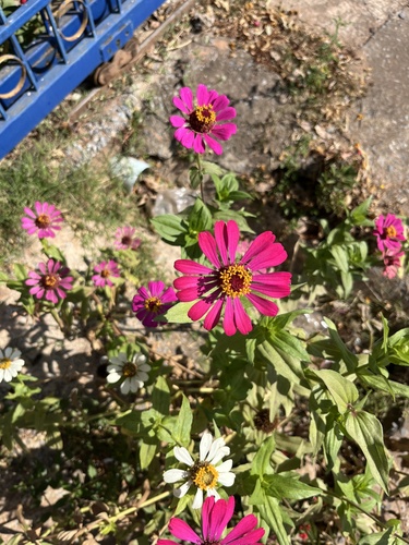 Elegant Zinnia