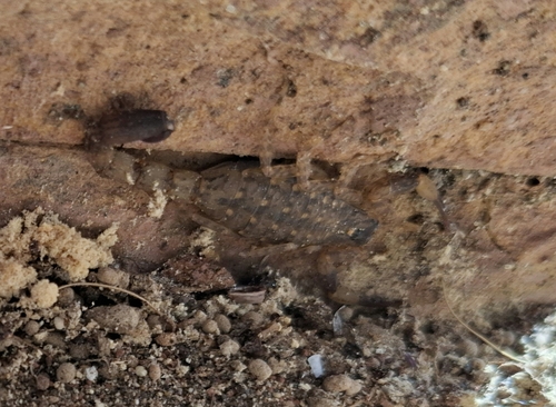Chinese Swimming Scorpion
