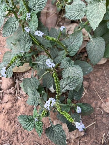 Indian Heliotrope