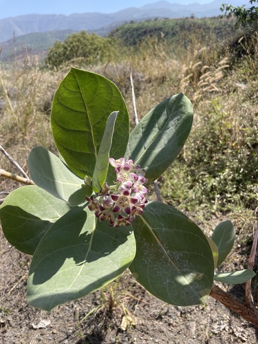 giant milkweed