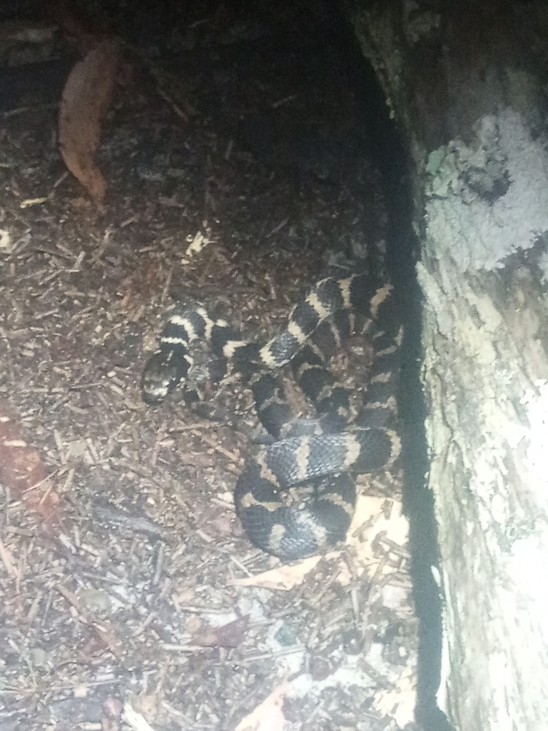 Stephens Snake Stephens' Banded Snake in December 2024 by Tom Frisby · iNaturalist